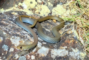 yellow-faced whip 7