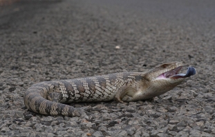 eastern blue-tongued skink 1