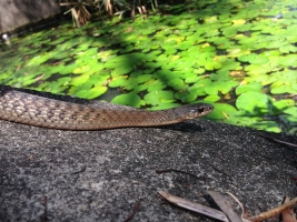 keelback snake 4