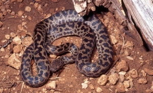 spotted python 2