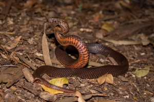 golden-crowned 1