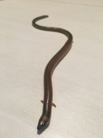 verreaux's skink 4