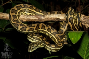 coastal carpet python 1