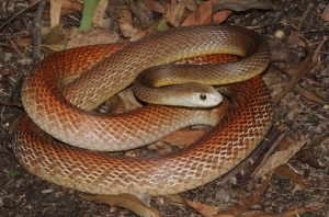 coastal taipan 3