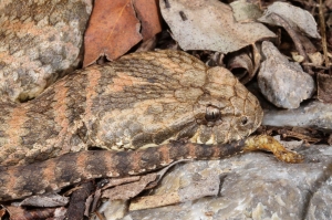 common death adder 5