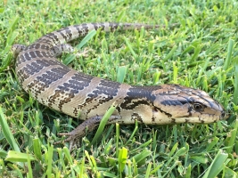 pink-tounge skink 2
