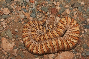 common death adder 4