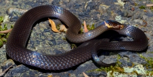 dwarf-crowned snake 2