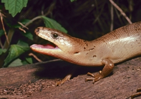 pink-tounge skink 3