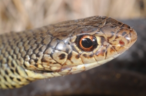 lesser black whip snake 4