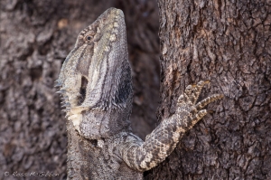 eastern bearded dragon 3