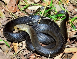marsh 1