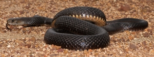 eastern brown 3
