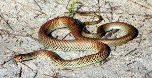 lesser black whip 3