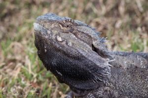 eastern bearded dragon 2