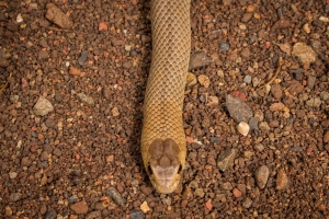 eastern brown 4