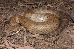 common death adder 2