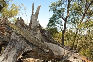lace monitor 2
