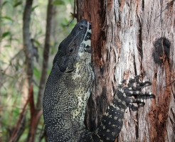 lace monitor 4