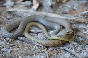yellow-faced whip snake 5