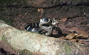 stephen's banded 5