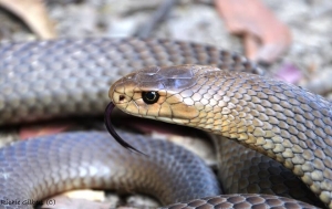 eastern brown 5