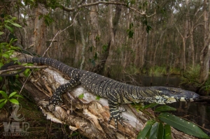lace monitor 1