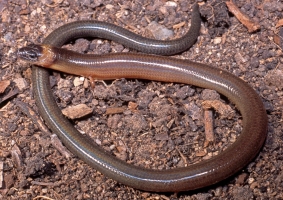 verreaux's skink 1
