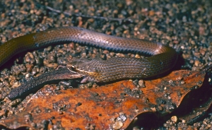 marsh snake 3