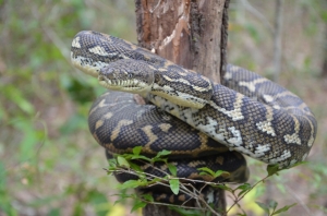 coastal carpet python 4