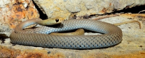 yellow-faced whip 6