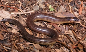 verreaux's skink 2