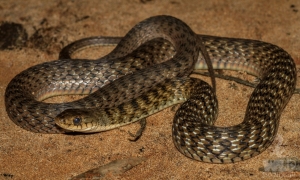 keelback 1