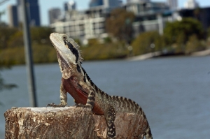 eastern water dragon 2
