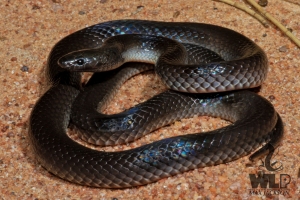 eastern small-eyed 1