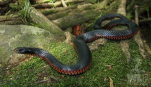 red-bellied black 1