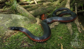 red-bellied black 1