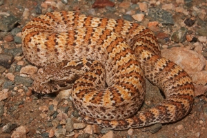 common death adder 3