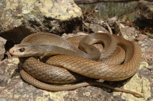 coastal taipan 4