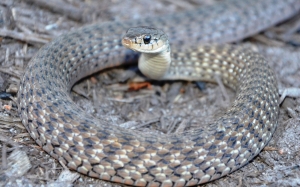 keelback snake 5