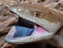 eastern blue-tongued skink 2